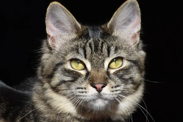 Εξωτικά γάτα πορτρέτο — Φωτογραφία Αρχείου