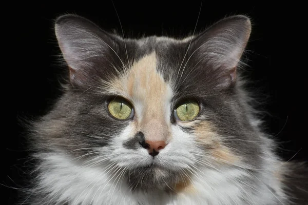 Portrait exotique de chat — Photo