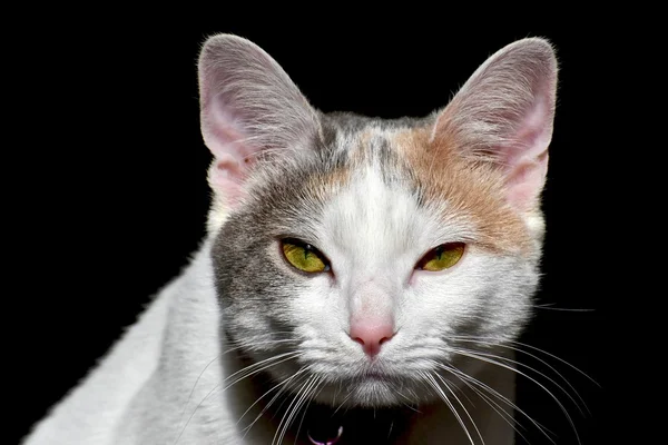 Retrato de gato exótico — Fotografia de Stock