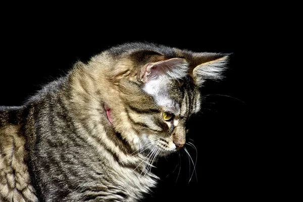 Portrait exotique de chat — Photo
