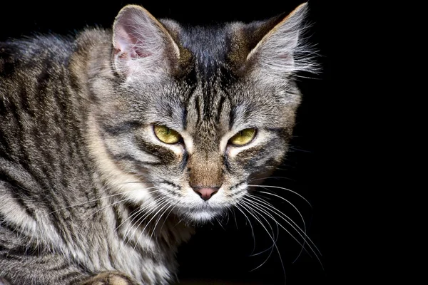 Retrato de gato exótico — Fotografia de Stock