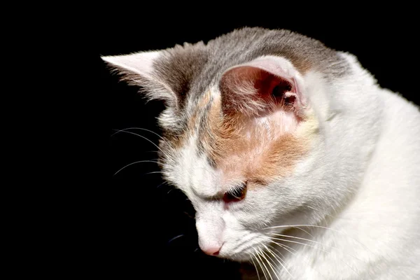 Vit katt poserar för porträtt — Stockfoto