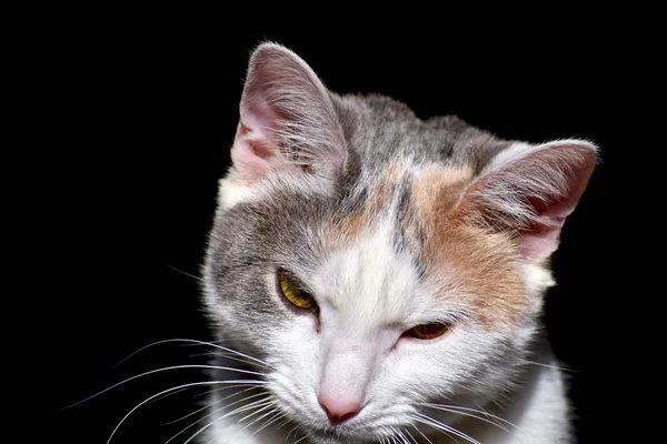 Witte kat poseren voor portret — Stockfoto