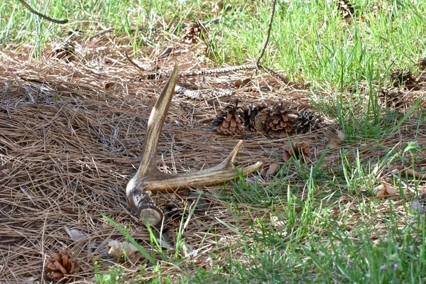 Deer antler shed — Stock Photo, Image