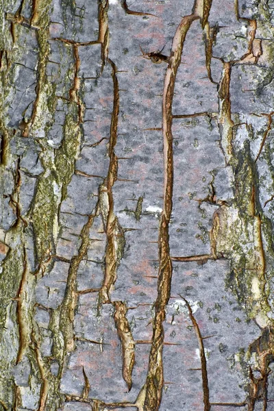 Текстура фону дерев'яної кори — стокове фото