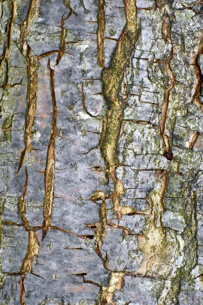 Casca de árvore textura de fundo — Fotografia de Stock