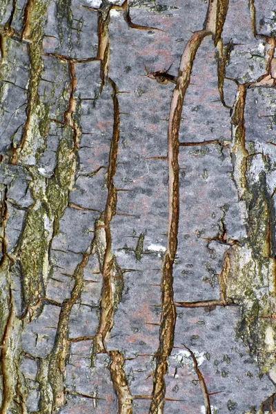 树皮背景纹理 — 图库照片
