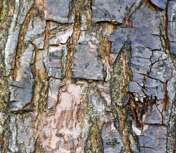 Träd bark bakgrund struktur — Stockfoto