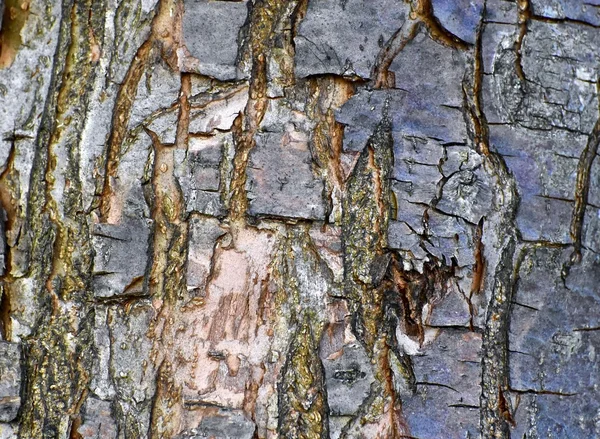Casca de árvore textura de fundo — Fotografia de Stock