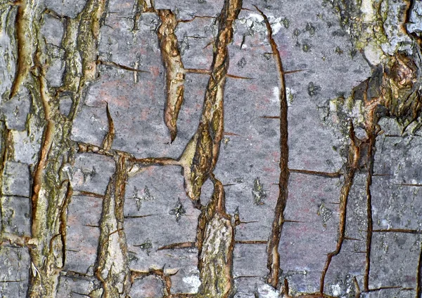 Casca de árvore textura de fundo — Fotografia de Stock