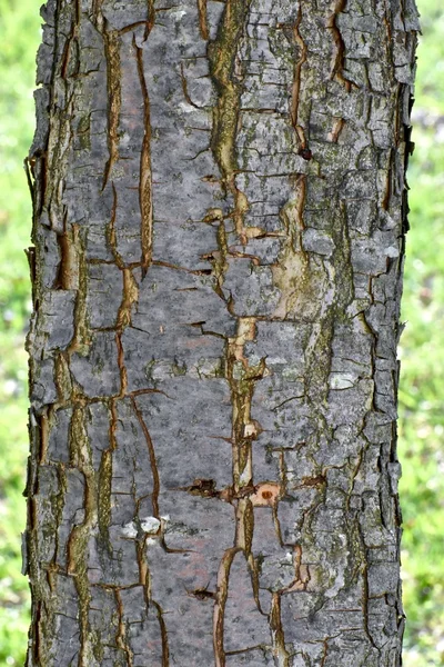 Casca de árvore textura de fundo — Fotografia de Stock