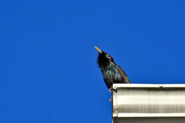 Çatı üstüne harika kuş