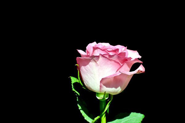 Pink rose on black background.
