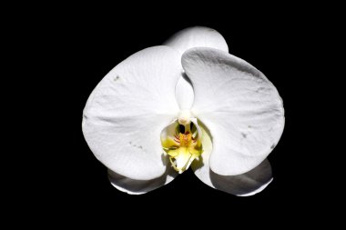 Siyah arkaplanda beyaz orkide