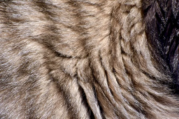 Cat fur background texture — Stock Photo, Image