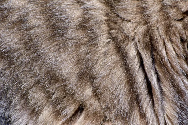 Texture de fond en fourrure de chat — Photo