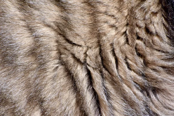 Cat fur background texture — Stock Photo, Image