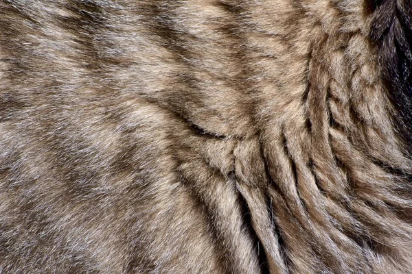 Textura de piel de gato — Foto de Stock