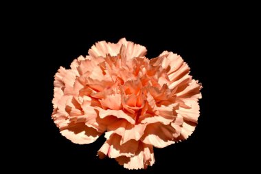 Güzel turuncu çiçek çiçek