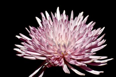 güzel bir mor çiçek