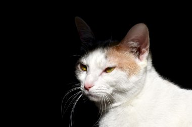 Siyah zemin üzerinde beyaz kedi