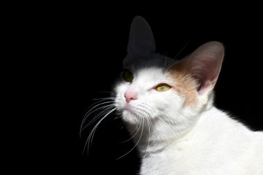 Siyah zemin üzerinde beyaz kedi