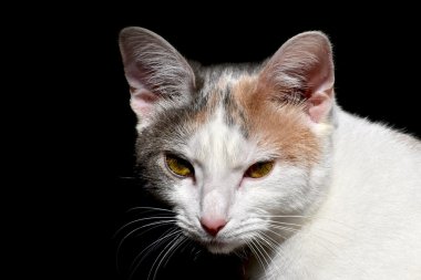 Siyah zemin üzerinde beyaz kedi