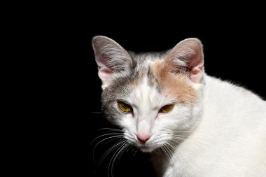 Siyah zemin üzerinde beyaz kedi