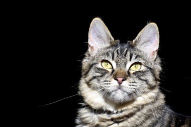 Şirin tekir kedi.