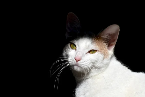 White cat on black background — Stock Photo, Image