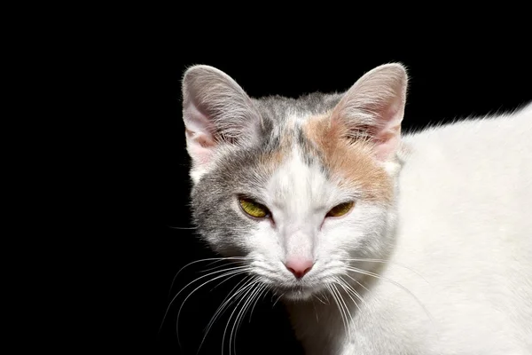 Gato branco bonito — Fotografia de Stock