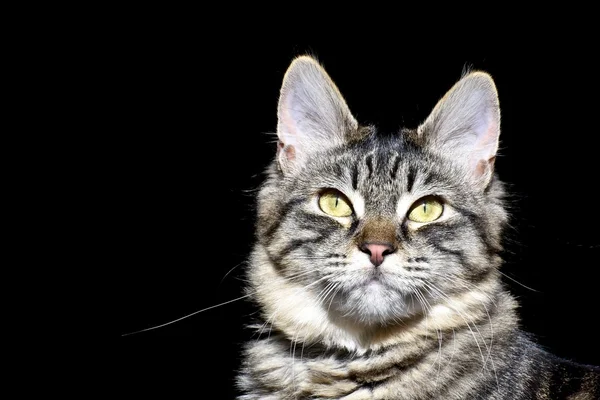 แมวทับบี้ที่น่ารัก — ภาพถ่ายสต็อก