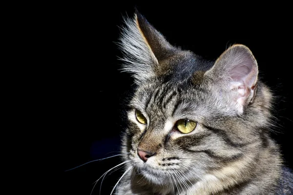 Gato bonito tabby — Fotografia de Stock