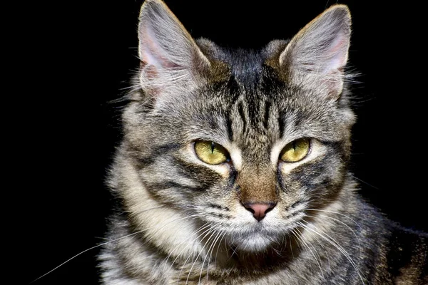 Gato bonito tabby — Fotografia de Stock