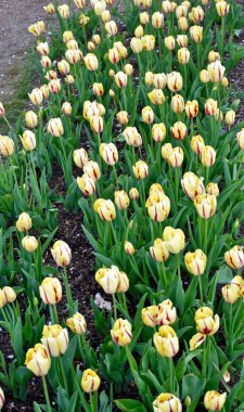 güzel Sarı laleler