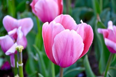 Lale bahçesinde güzel lale