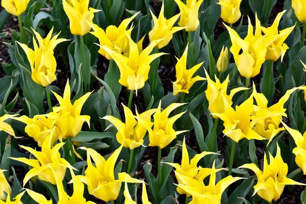 Hermosos tulipanes amarillos — Foto de Stock