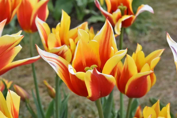 Beautiful tulips in a tulip garden