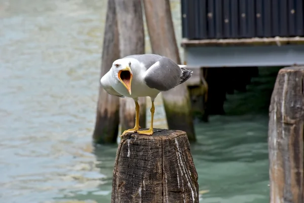 Screaming seagull on a post — Stock Photo, Image