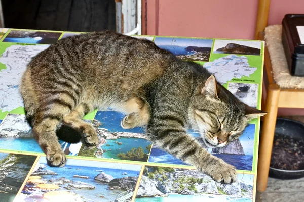 Gato dormindo em pinturas de arte — Fotografia de Stock