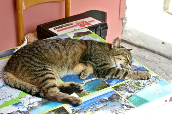 Gato durmiendo en pinturas de arte — Foto de Stock