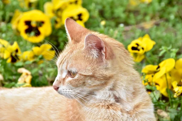 แมวสีเหลืองสวยนอนข้างๆ ดอกไม้สีเหลือง — ภาพถ่ายสต็อก