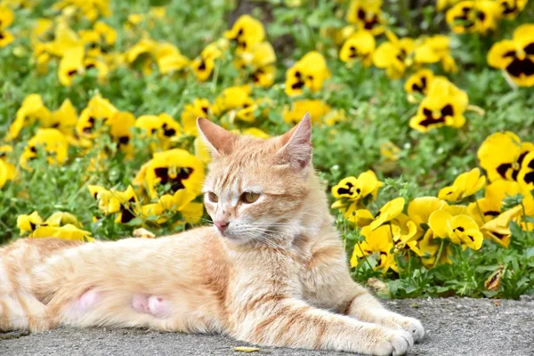 แมวสีเหลืองสวยนอนข้างๆ ดอกไม้สีเหลือง — ภาพถ่ายสต็อก