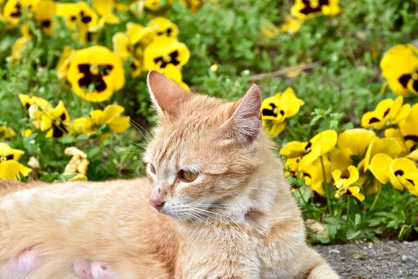 Pěkně žlutá kočka položení vedle žluté květy — Stock fotografie