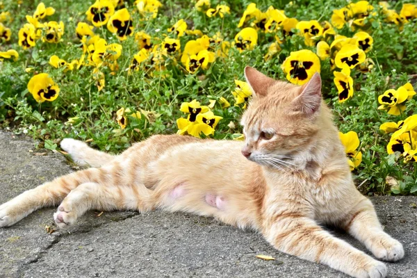 Bastante gato amarillo tendido junto a flores amarillas — Foto de Stock