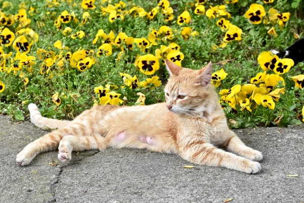 Gato muito amarelo que coloca ao lado de flores amarelas — Fotografia de Stock