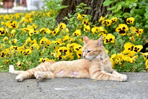 Λίγο κίτρινο γάτα τοποθέτηση δίπλα σε κίτρινα λουλούδια — Φωτογραφία Αρχείου