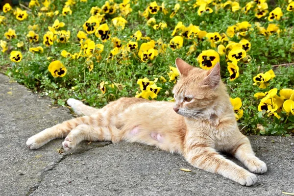 Bastante gato amarillo tendido junto a flores amarillas — Foto de Stock
