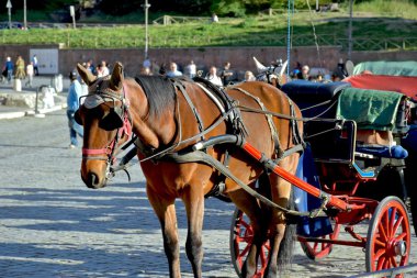 Bir arabayı çeken güzel bir atsın