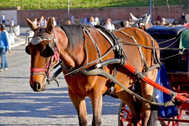 Bir arabayı çeken güzel bir atsın